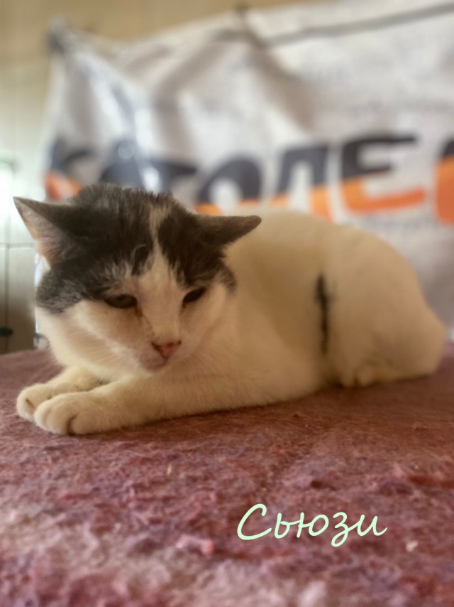 Жизнь домашнего приюта "Котоленд" 383