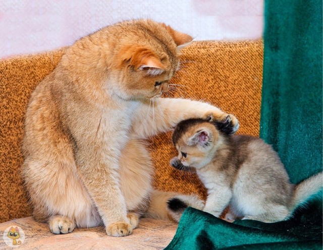 Котовторник Рыжих