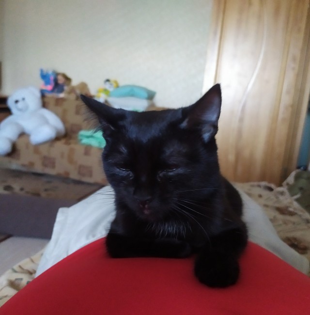 Ночной кошмар на мягких лапах.