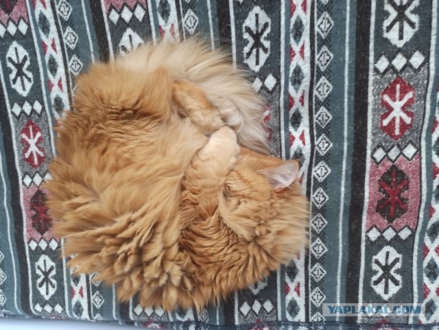 Позы для сна у кошек - что они означают?