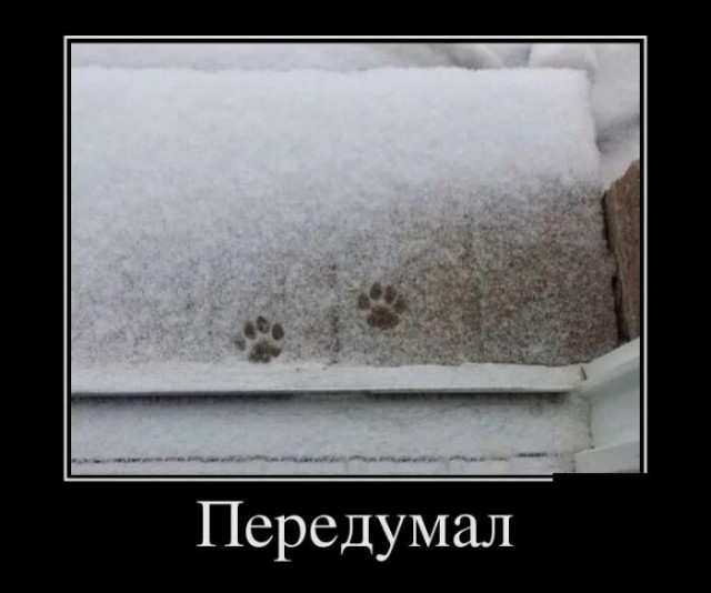 Котейка радуется снегу