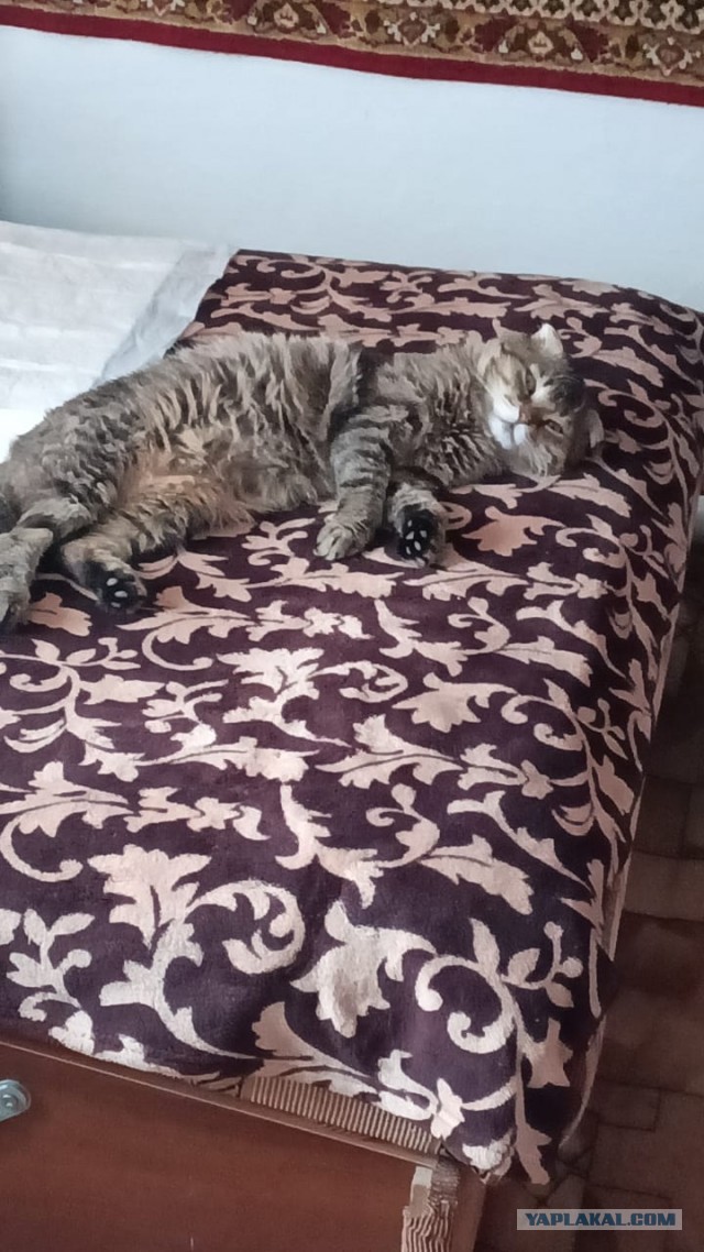 Мой котяра