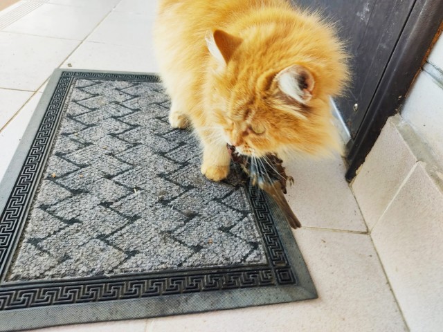 Мой котяра