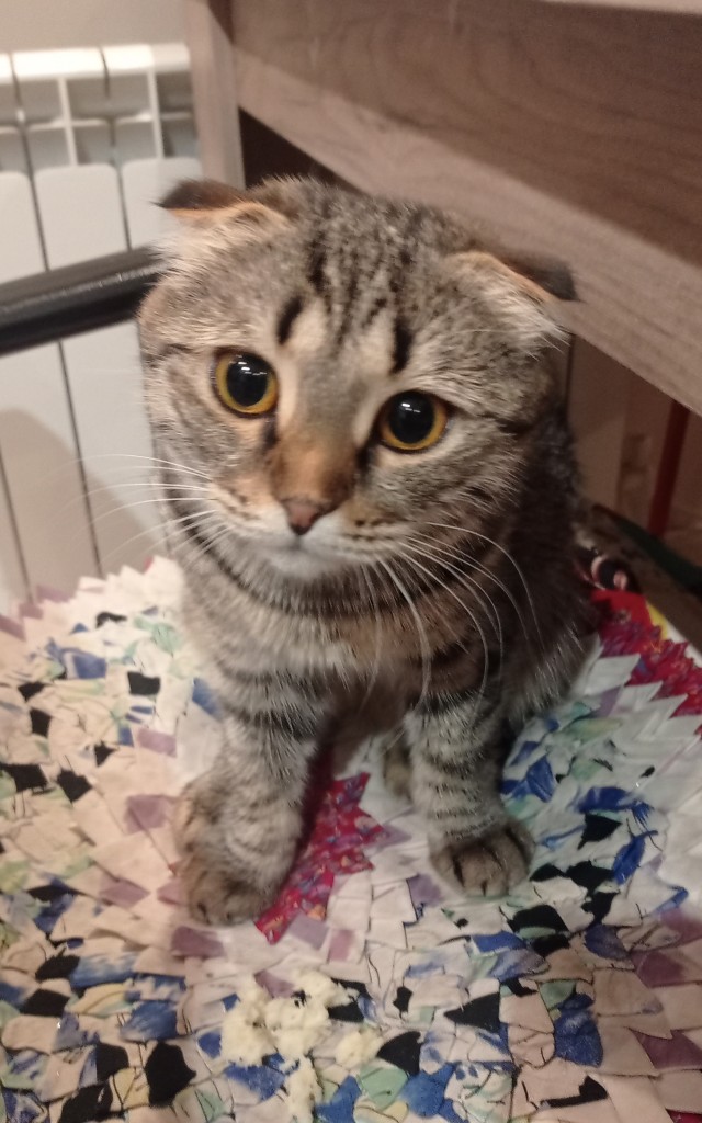 Толстые коты