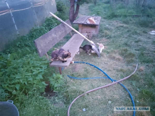 Жизнь домашнего приюта для котеек 501