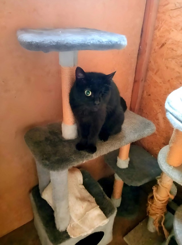 Принимайте в клуб! Котовторник же