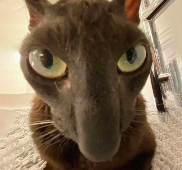 Не котовторник, но принимайте дважды