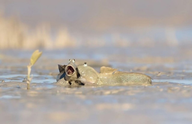 Самые забавные снимки конкурса Nikon Comedy Wildlife Awards 2025