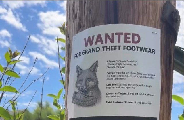 Они говорили "лисы прикольные", коллеги.