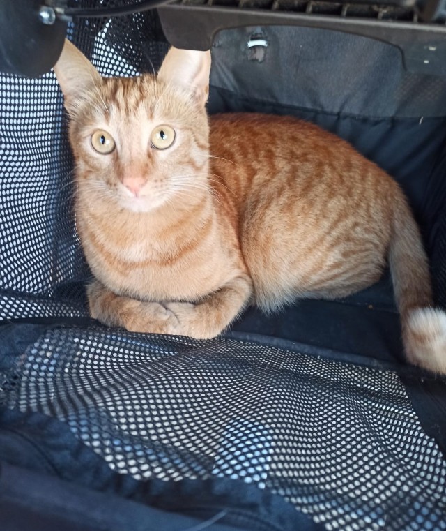 Принимайте в ряды которабов