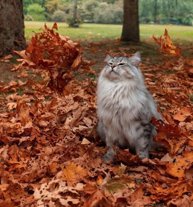 Осенний кот