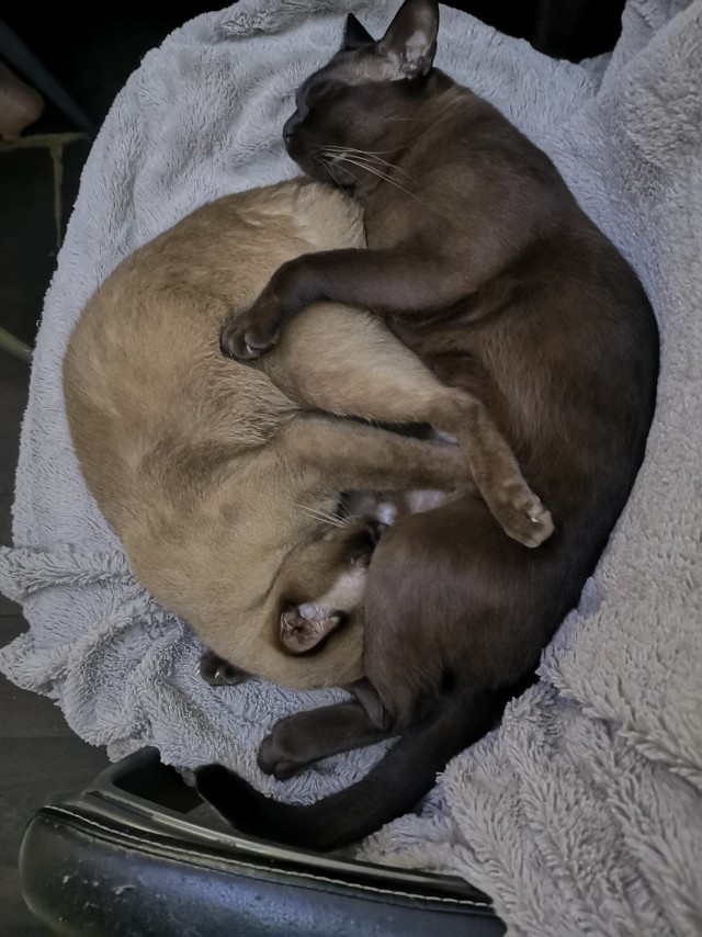 Кошачьи нежности