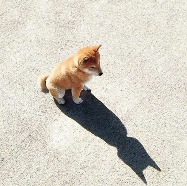Игра теней на фотографиях