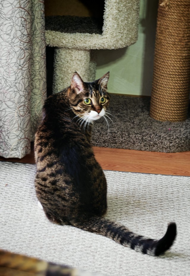 К-котовторник.