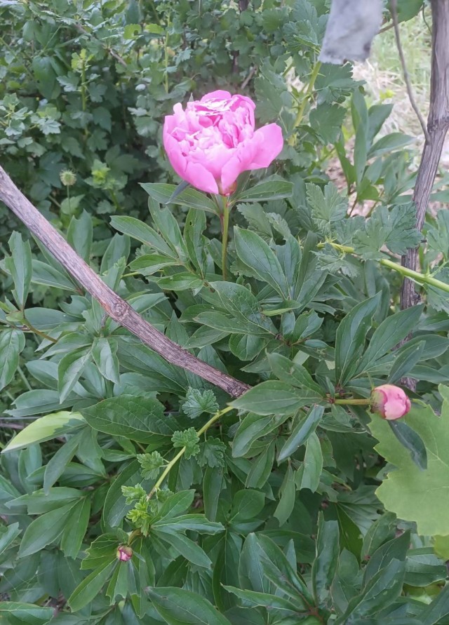 Роза-брюква