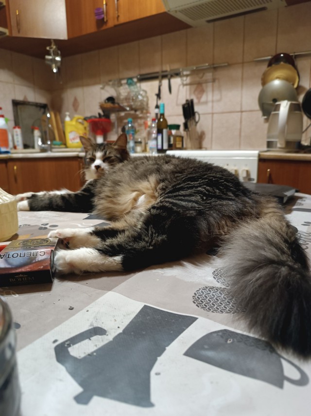 Кошка Яна 19 лет