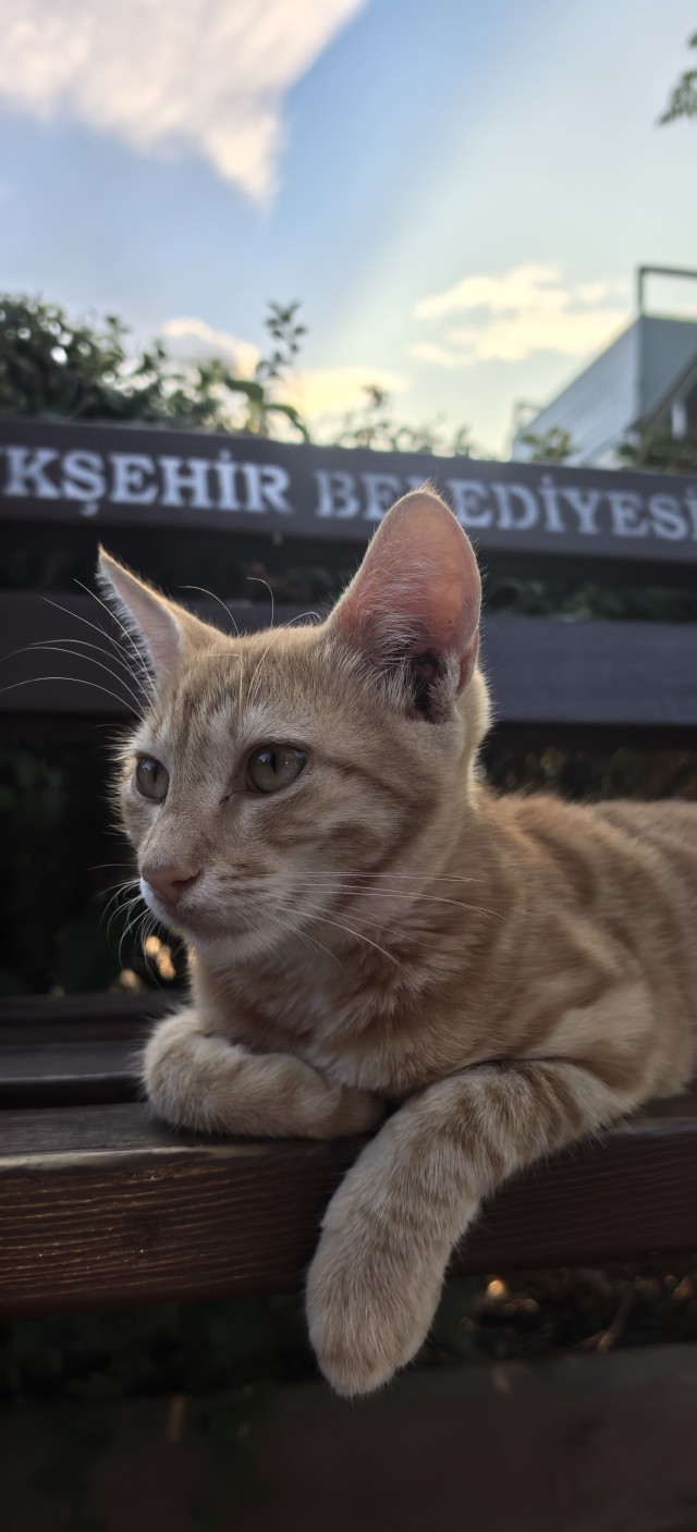 Котовторник 29.09.2026