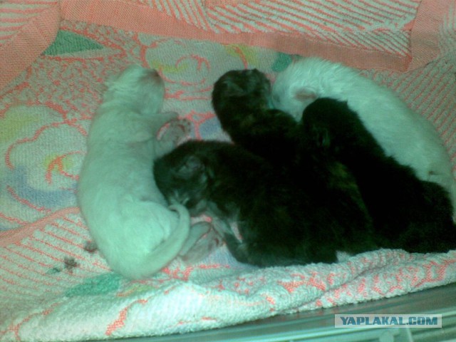 Котовторник   17.12.2013
