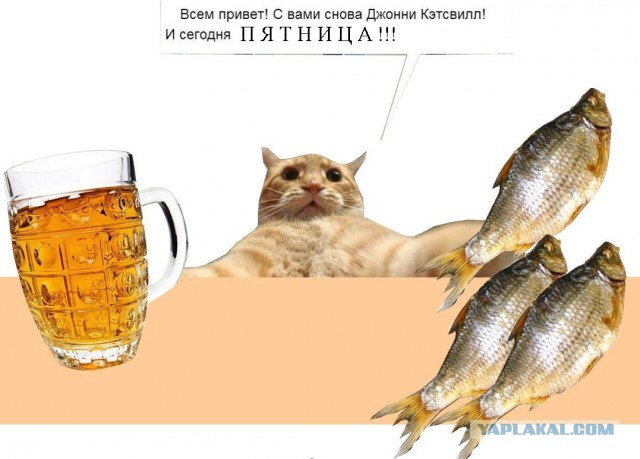 Очередная серия ТВ-шоу "Котаки"