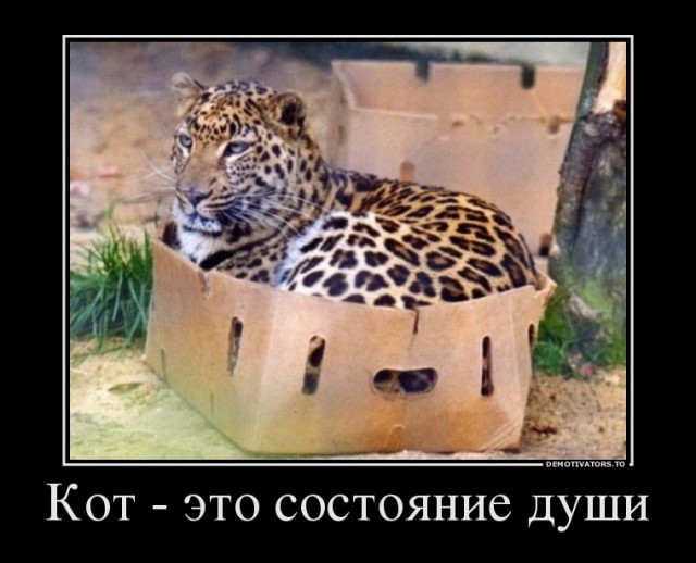 Большие котики тоже любят коробки