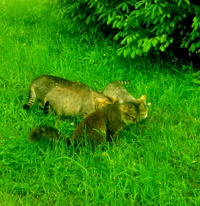 Котовторник 10.06.2014