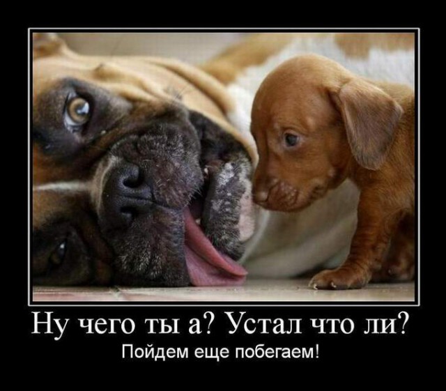 Этой собаке ваще пофиг