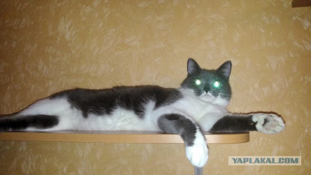 Котовторник 26.08.14.