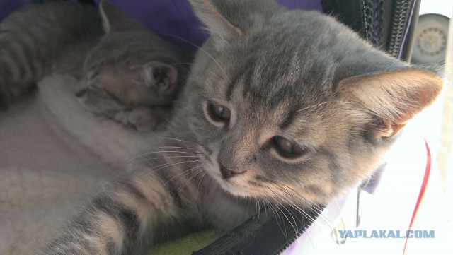 Котовторник 16.09.14