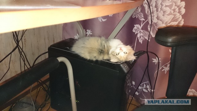 Котовторник 04.11.2014