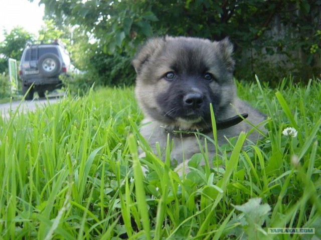Задолбала политика!