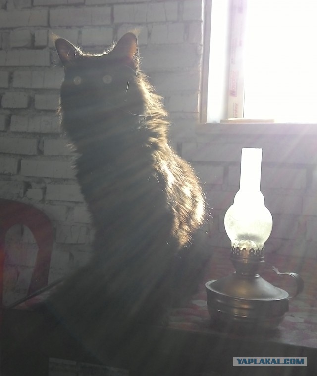 Котовторник