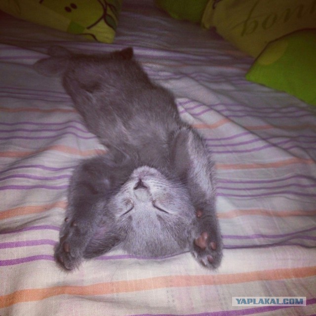 Котовторник 7.07.2015