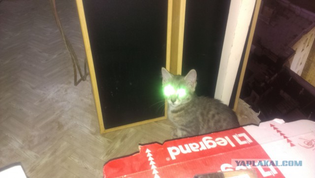 Котовторник 14.07.2015