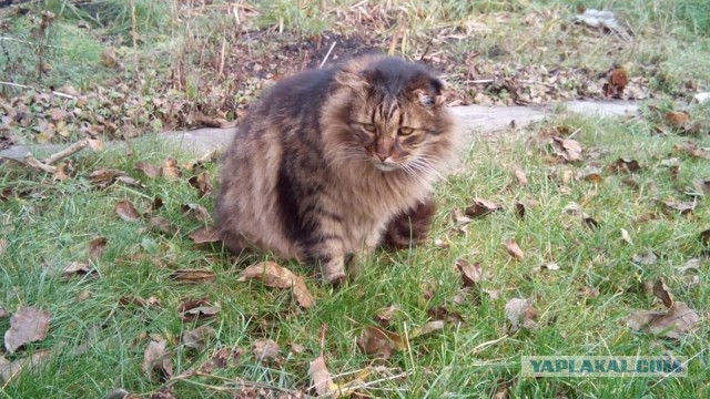 Котовторник 17.11.2015
