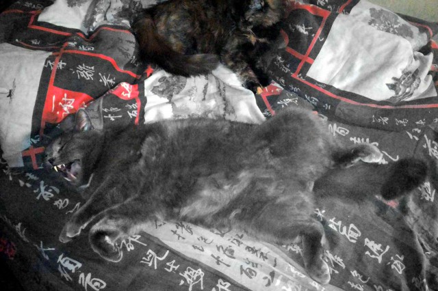 Котовторник 15.12.2015