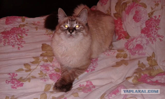 Восьмомартовский котовторник