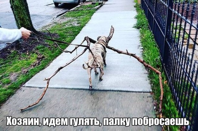 Демы без Темы