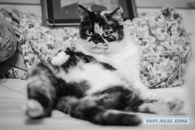 Котовторник 27.09.16