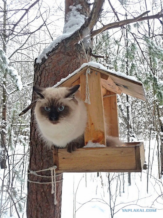 Снежный кот. Первому снегу посвящается.