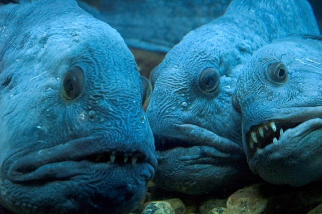 15 самых отвратительных животных, при виде которых вы обязательно скажите “Фууу”.