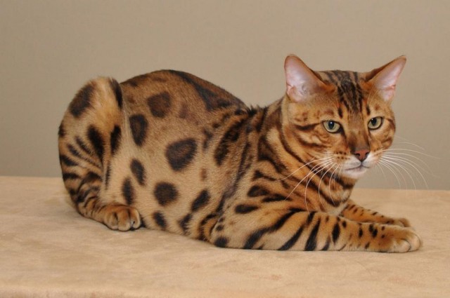 Коты из сети