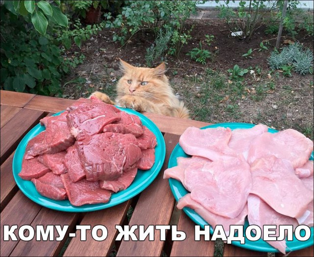 Коты и Кошки