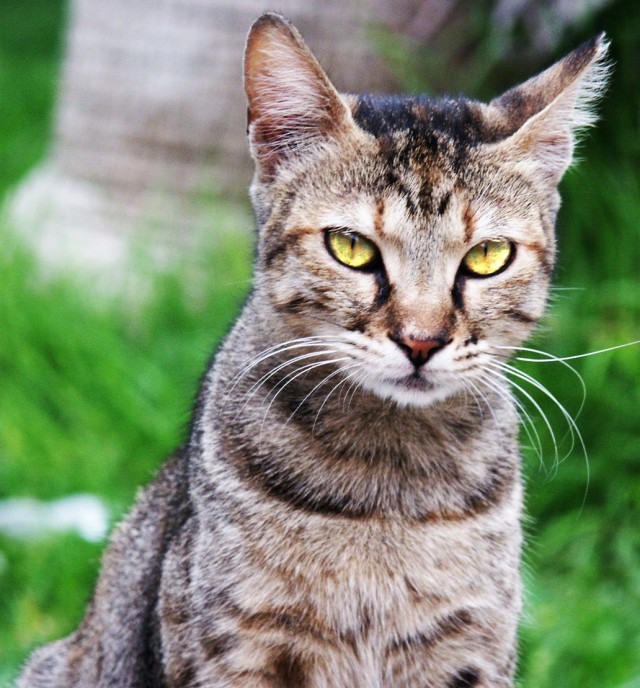Коты и Кошки