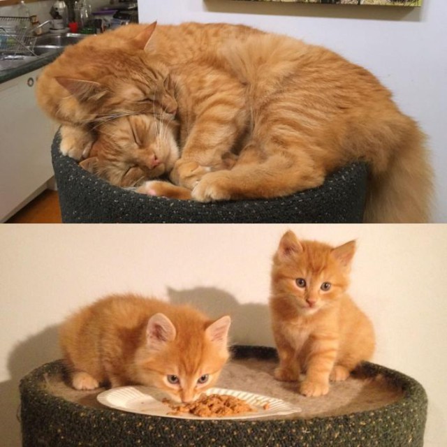 Как спят наши странные коты