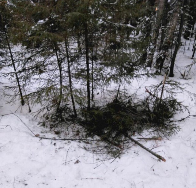 На Урале собаки помогли выжить пропавшим подросткам в зимнем лесу