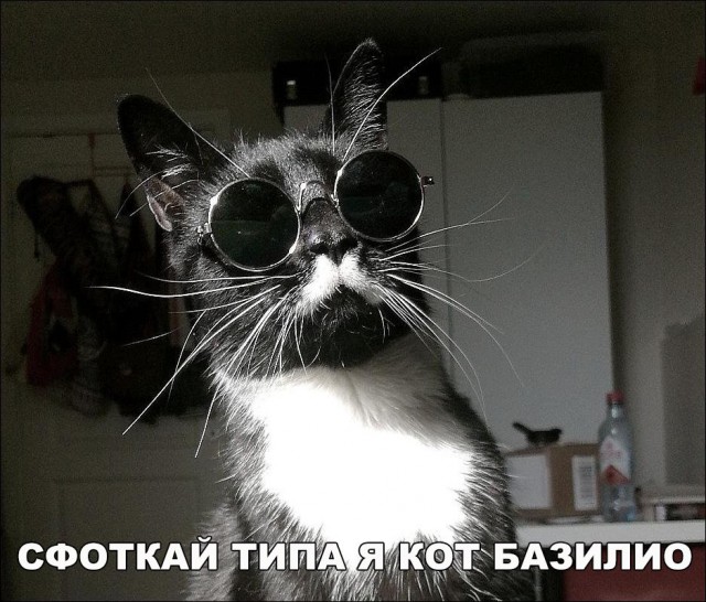 Неадекватные коты