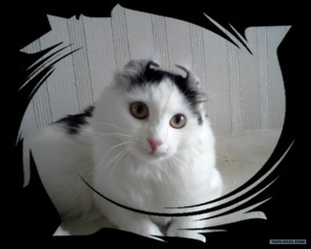 Внимание! На ЯПе КОТОВТОРНИК. 23.09.08.