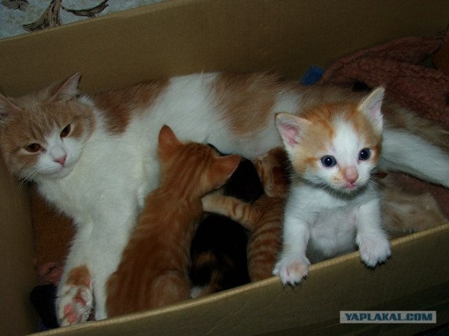Коты на вторник на ЯПлакалъ (07.10.2008)