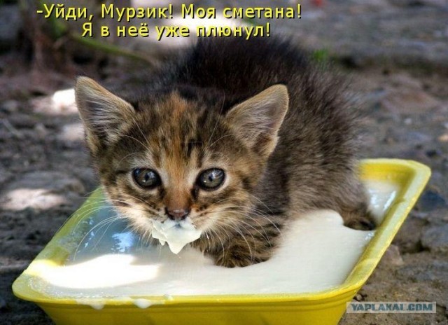 Ура, котовторник!