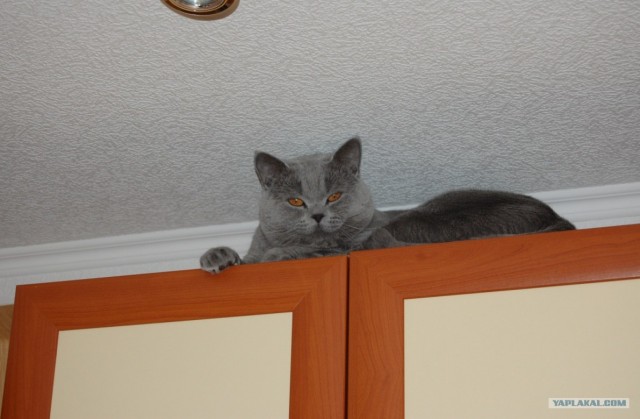 Котовторник!